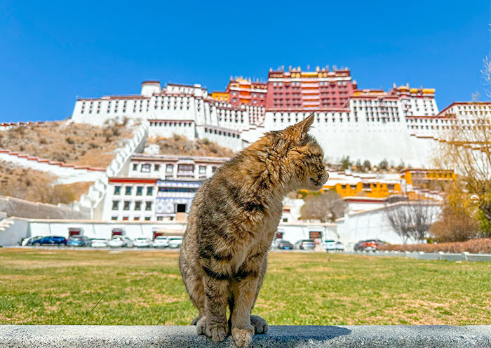 中國旅遊